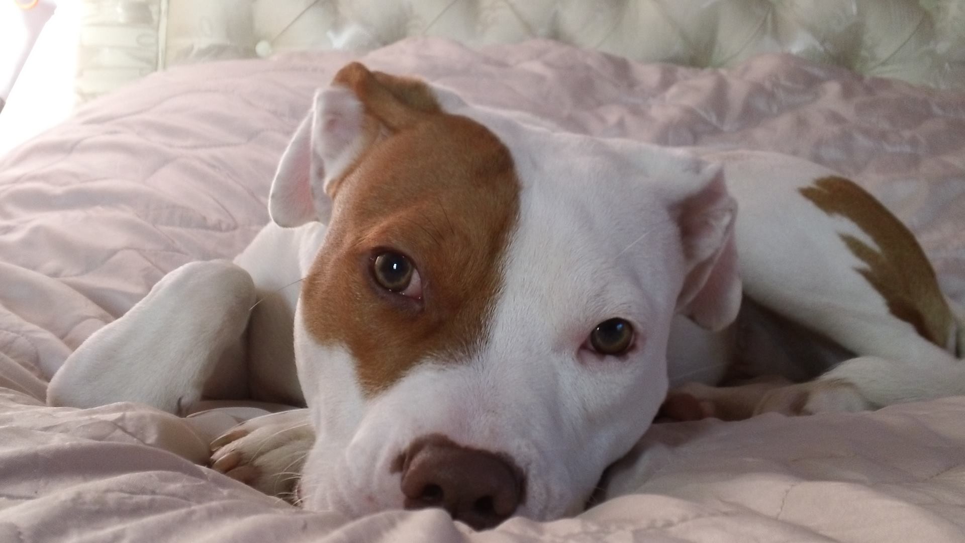 Latest Dogs Seeking New Homes Dogadoption uk latest-dogs-seeking-new-homes-dogadoption-uk